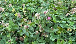 Selecting species and mixtures for multi-species swards